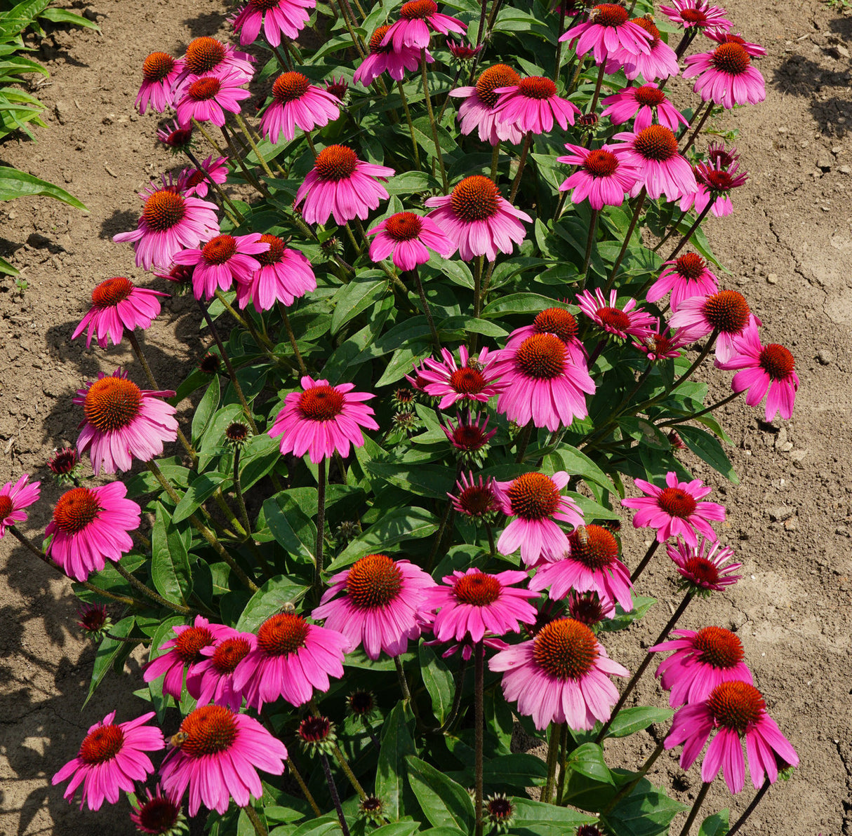 Echinacea hybrida Sombrero® 'Rosada'