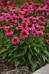 Echinacea hybrida Sombrero® 'Rosada'