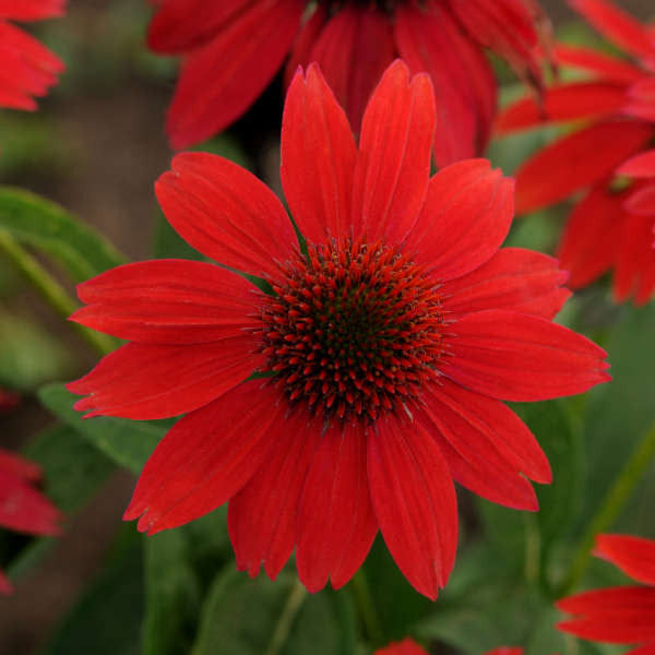 Echinacea hybrida Sombrero® 'Salsa Red'