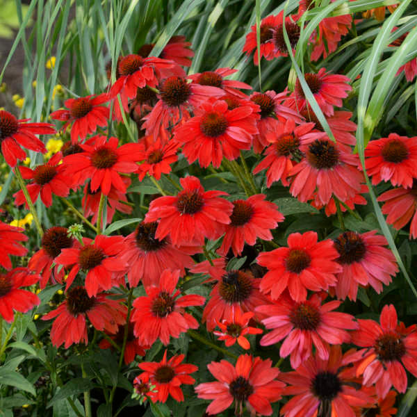 Echinacea hybrida Sombrero® 'Salsa Red'