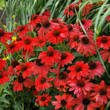 Echinacea hybrida Sombrero® 'Salsa Red'