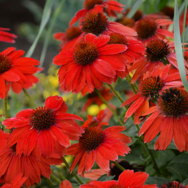 Echinacea hybrida Sombrero® 'Salsa Red'