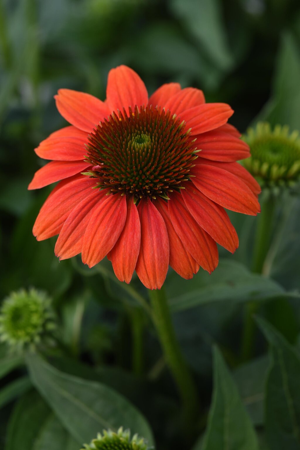 Close-up of a bright orange flower with green leaves in the background