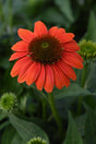 Close-up of a bright orange flower with green leaves in the background