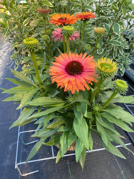Potted plants with orange and pink flowers on a black tray