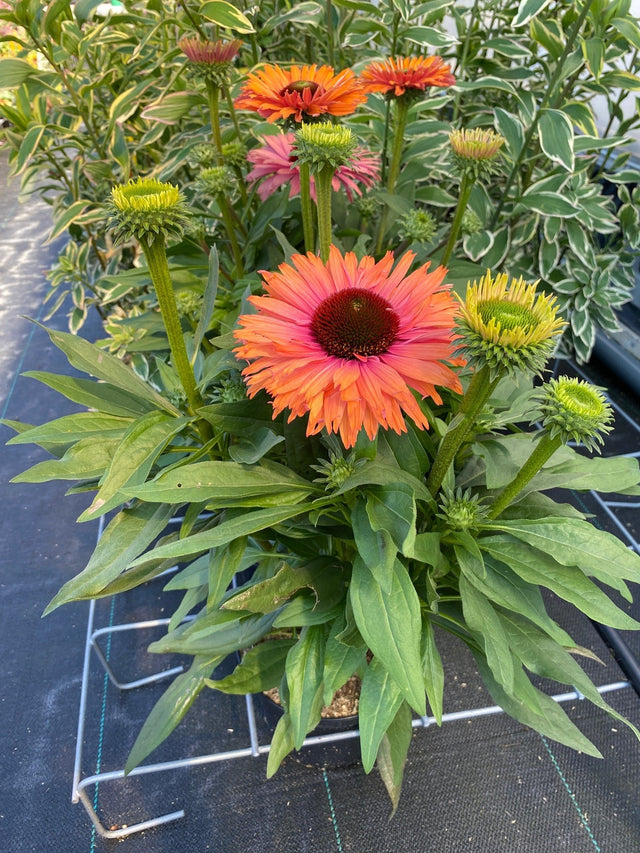 Potted plants with orange and pink flowers on a black tray