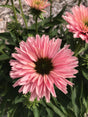 Echinacea 'SunSeekers Salmon' flower