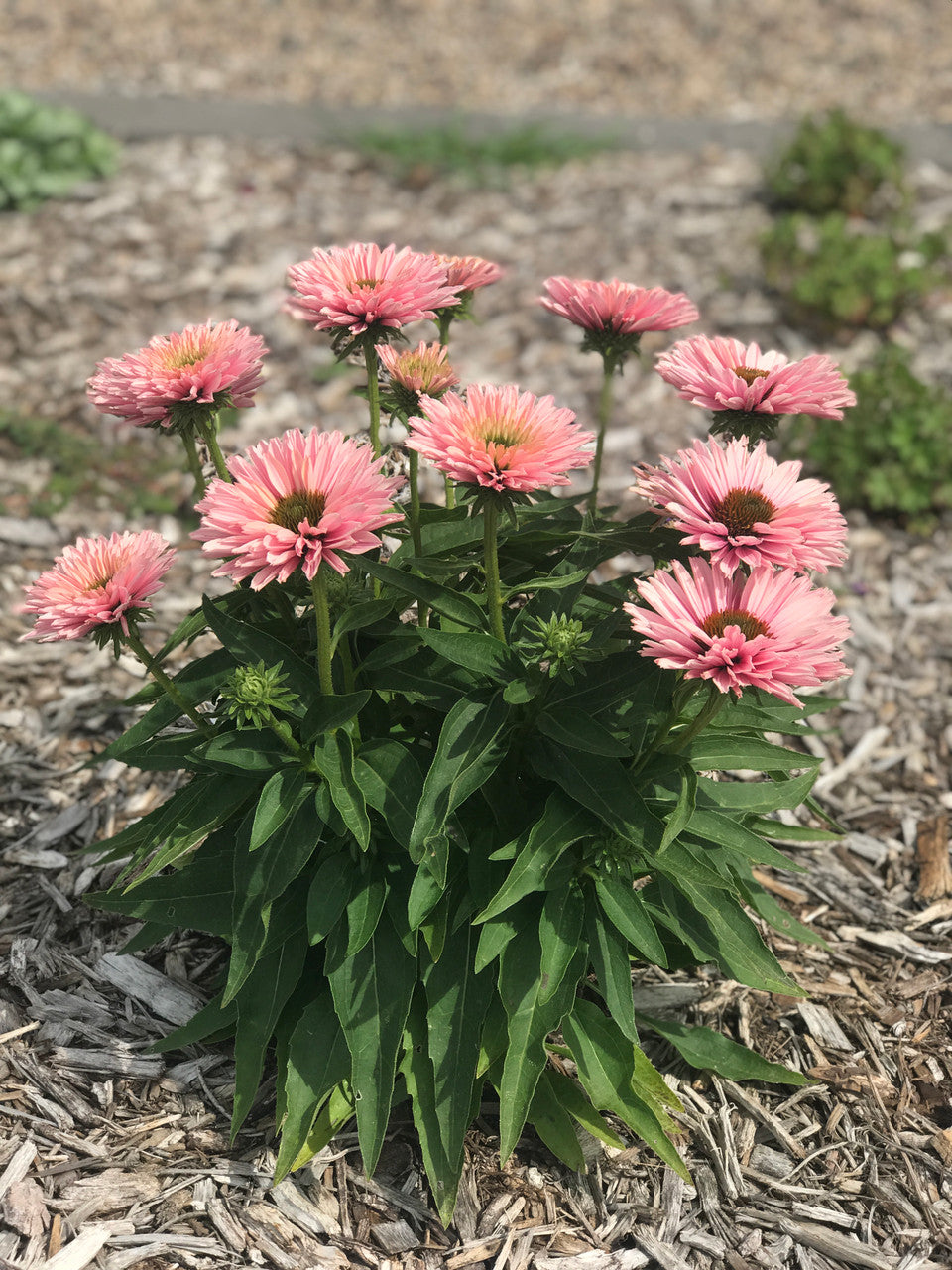 Echinacea 'SunSeekers Salmon'