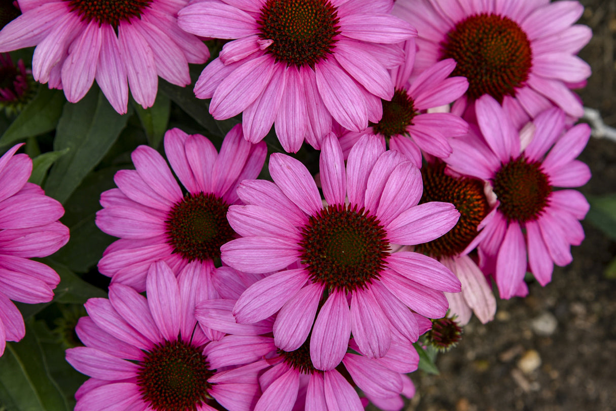 Echinacea COLOR CODED® 'The Fuchsia is Bright' close up