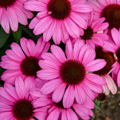 Echinacea COLOR CODED® 'The Fuchsia is Bright'