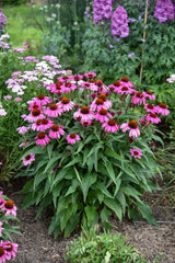 Echinacea COLOR CODED® 'The Fuchsia is Bright' in landscape