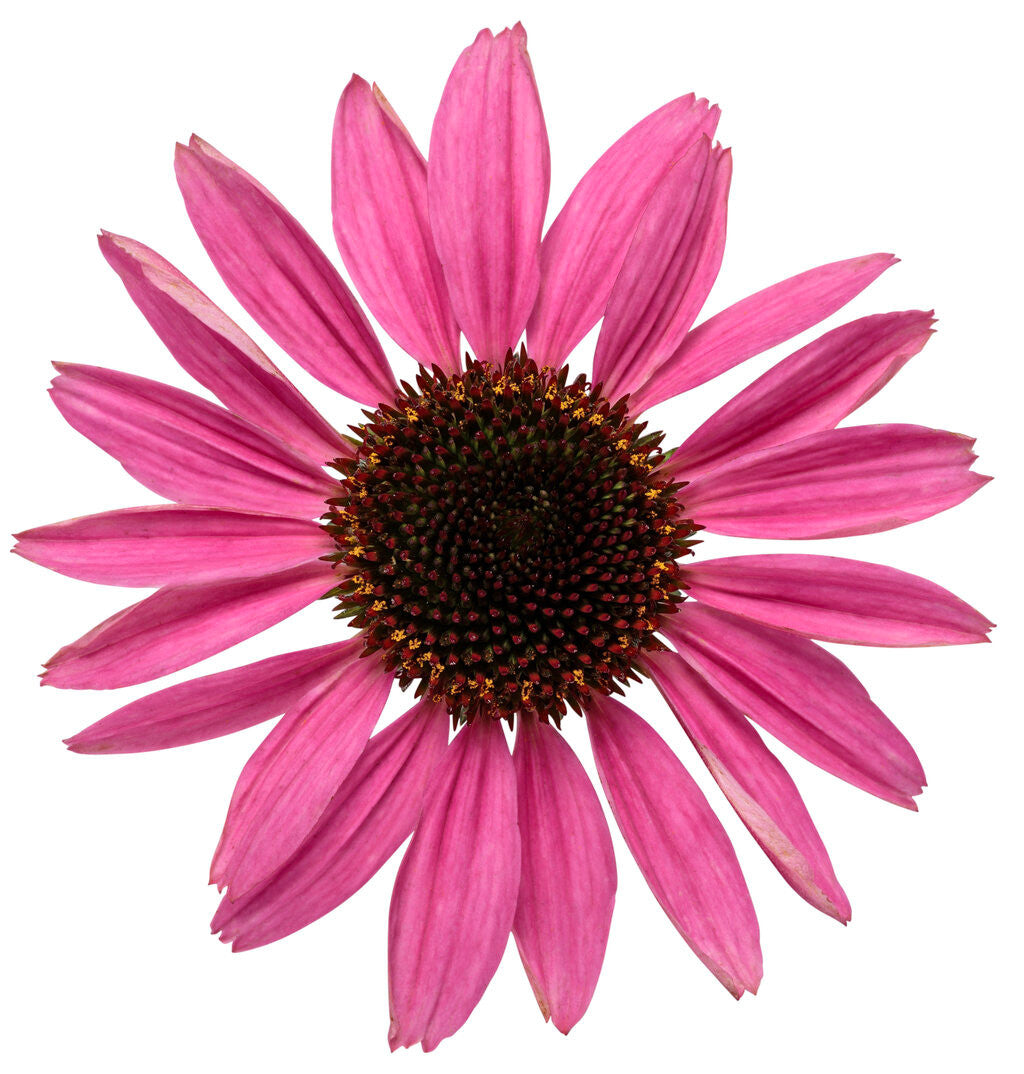 Echinacea COLOR CODED® 'The Fuchsia is Bright' bloom