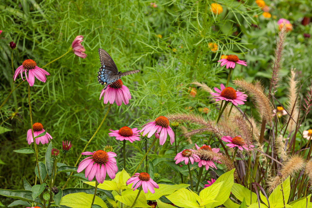 Echinacea COLOR CODED® 'The Fuchsia is Bright' in landscape