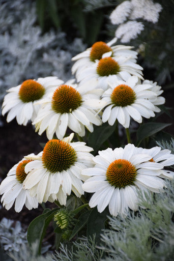 Echinacea Color Coded® 'The Price is White'