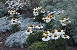 Echinacea Color Coded® 'The Price is White'