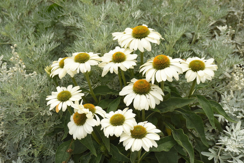 Echinacea Color Coded® 'The Price is White'