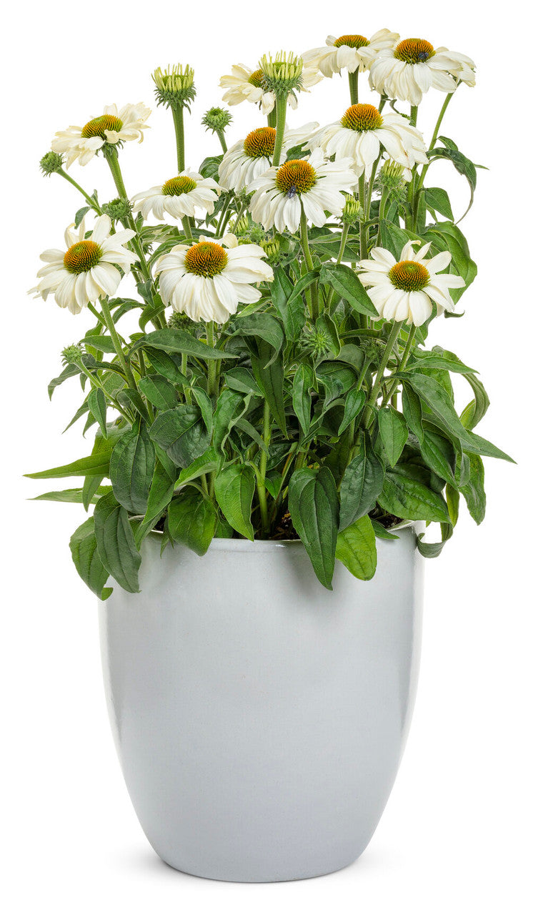 Echinacea Color Coded® 'The Price is White'