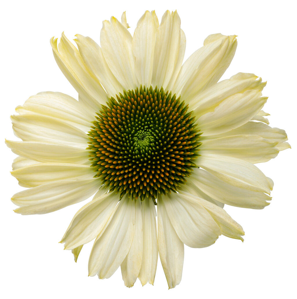 Echinacea Color Coded® 'The Price is White'