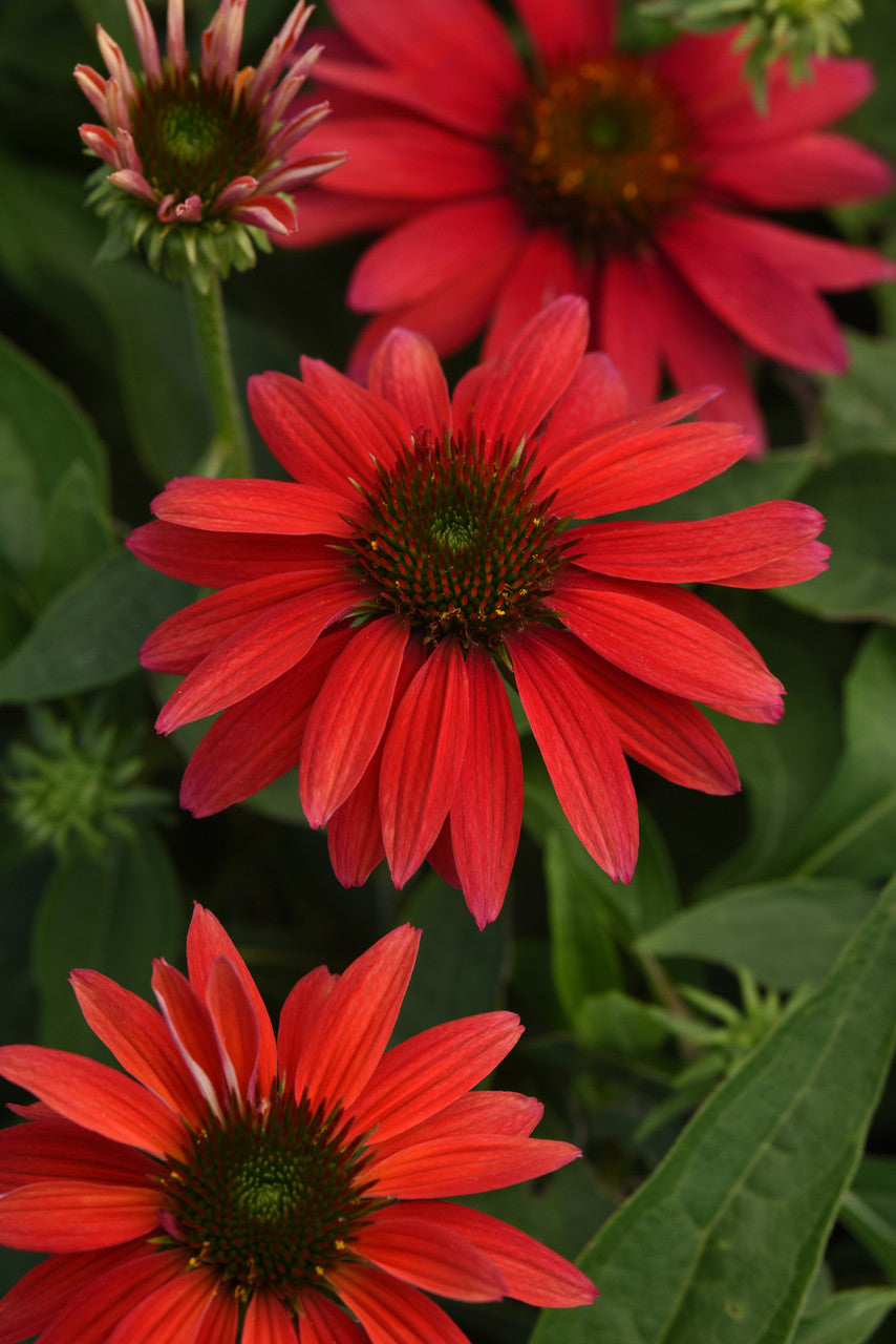 Echinacea Sombrero® ' Tres Amigos'