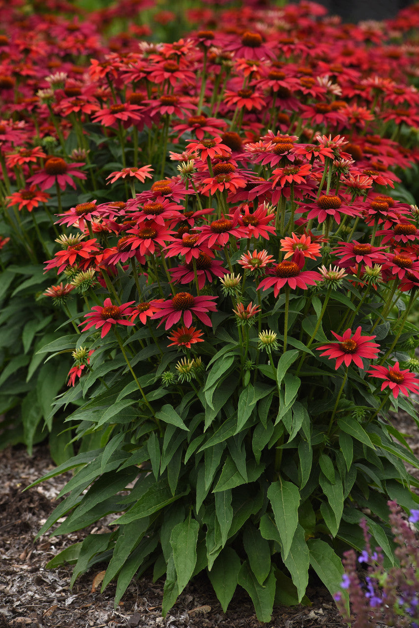 Echinacea Sombrero® ' Tres Amigos'