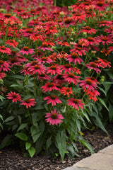 Echinacea Sombrero® ' Tres Amigos'