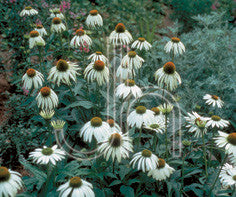 Echinacea purpurea 'White Swan'