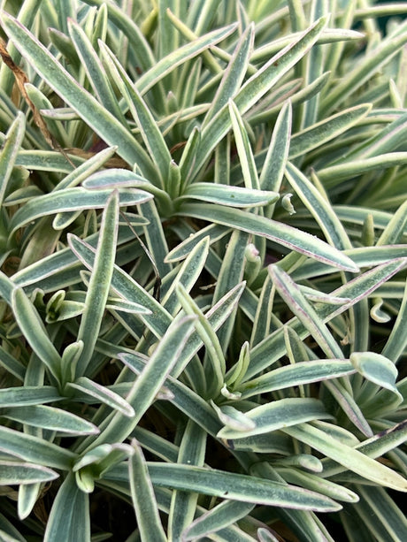 Dianthus 'Edgehog'