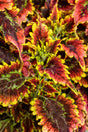 Coleus Plectranthus scutellarioides 'ColorBlaze® El Brighto' close up