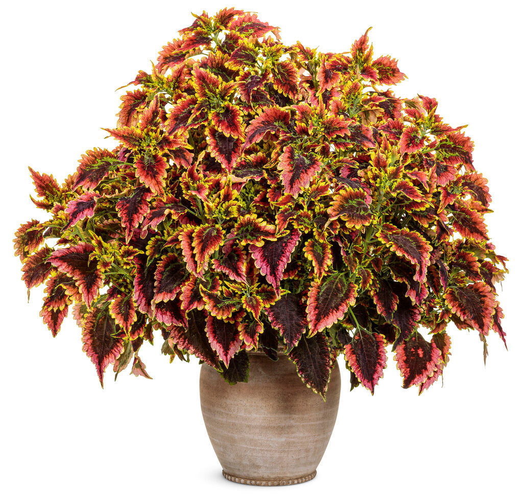 Coleus Plectranthus scutellarioides 'ColorBlaze® El Brighto' in decorative pot