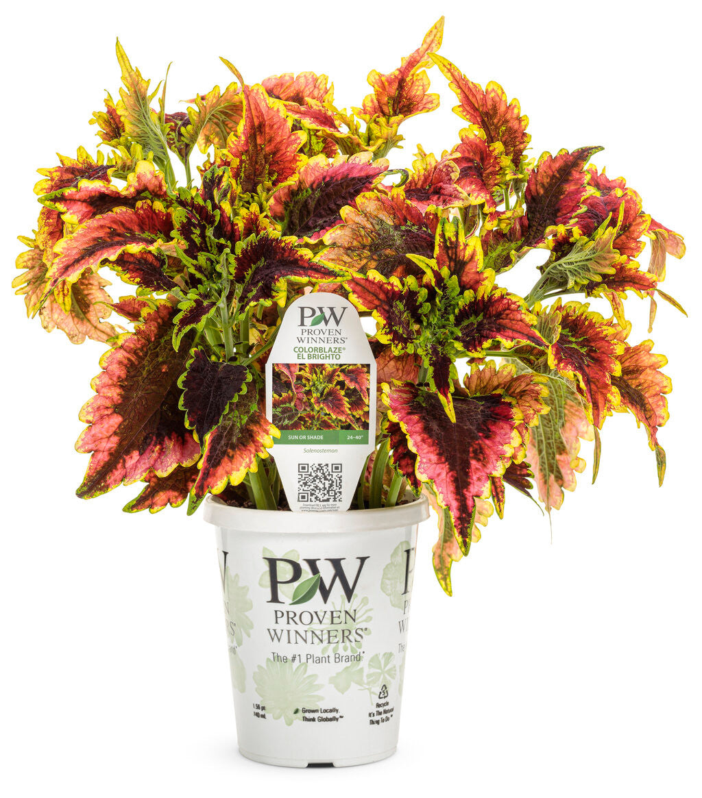Coleus Plectranthus scutellarioides 'ColorBlaze® El Brighto