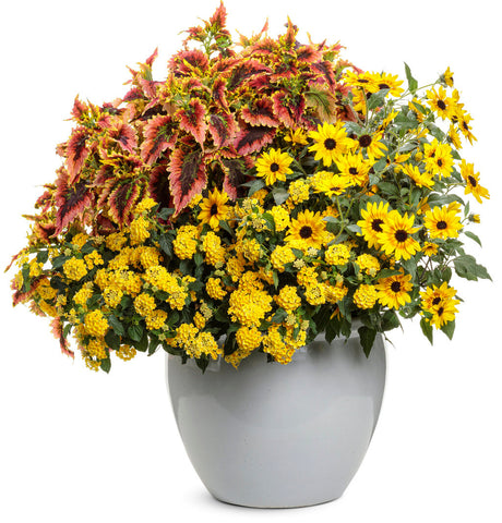 Coleus Plectranthus scutellarioides 'ColorBlaze® El Brighto' combination