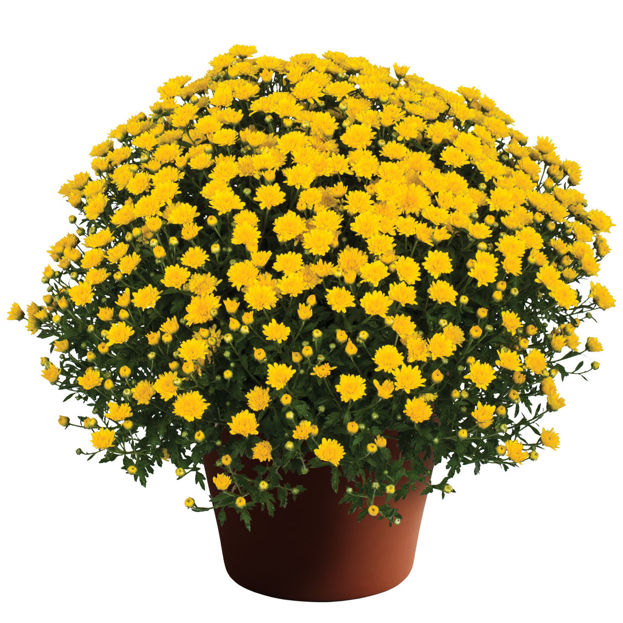 Chrysanthemum 'Elena™ Gold' - 10 Inch Pot