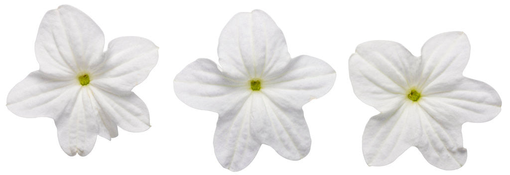Browallia hybrid 'Endless™ Flirtation' flowers