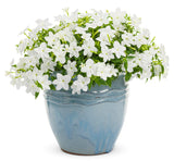 Browallia hybrid 'Endless™ Flirtation' in decorative pot