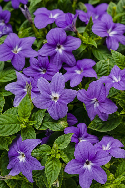 Browallia hybrid 'Endless™ Illumination' – Romence Gardens