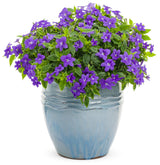 Browallia hybrid 'Endless™ Illumination' in decorative pot