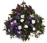 Browallia hybrid 'Endless™ Illumination' in hanging basket