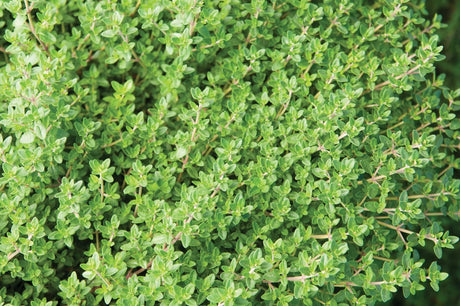Thyme - English (Herb)