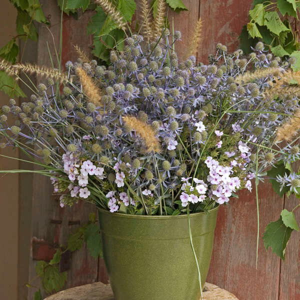 Eryngium planum 'Blue Glitter'