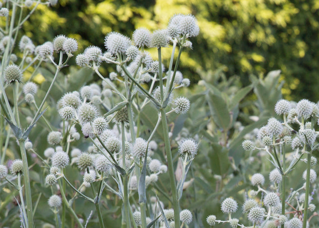 Eryngium yuccifolium