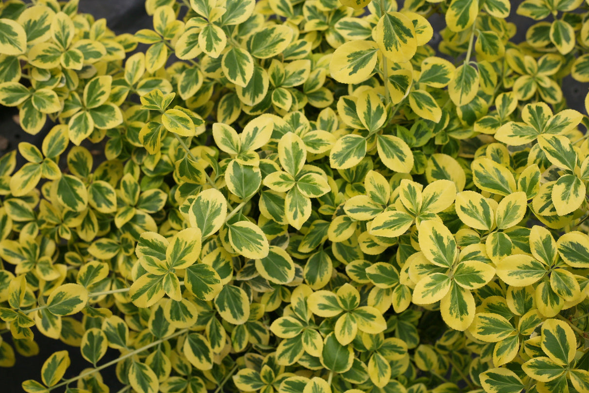 Euonymus fortunei 'Gold Splash®'