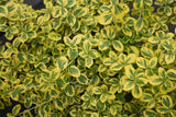 Euonymus fortunei 'Gold Splash®'