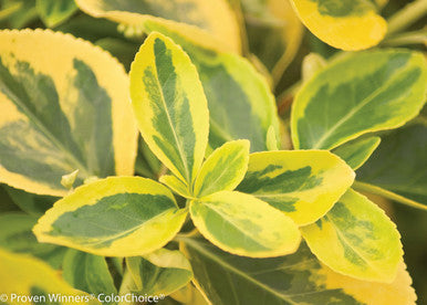 Euonymus fortunei 'Gold Splash®'