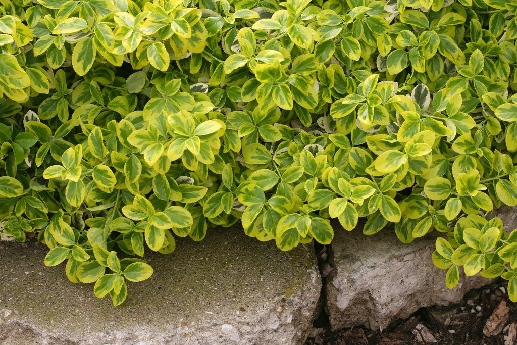 Euonymus fortunei 'Gold Splash®'