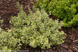 Euonymus fortunei 'White Album'