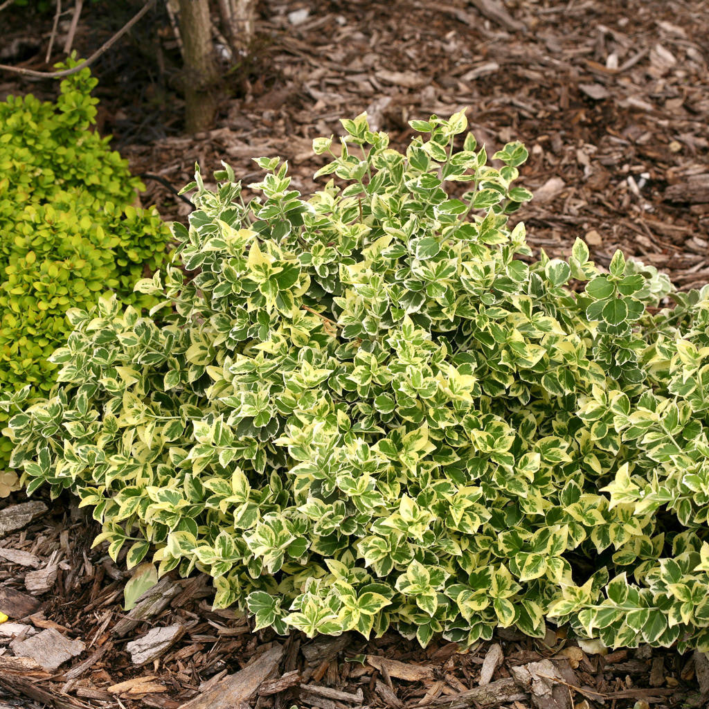 Euonymus fortunei 'White Album'