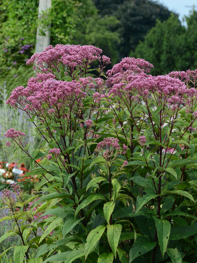 Eupatorium dubium 'Baby Joe'