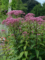 Eupatorium dubium 'Baby Joe'