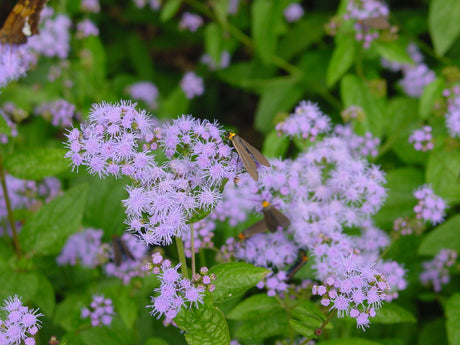 Eupatorium coelestinum