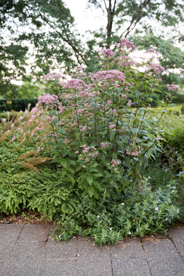 Eupatorium maculatum 'Gateway'